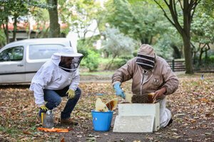 Récupération des abeilles dans la nouvelle ruche