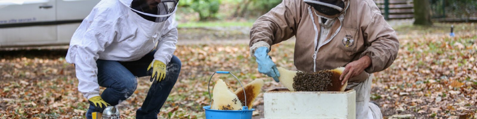 Récupération des abeilles dans la nouvelle ruche